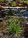 BB 05 0336 / Carex capillaris / Hårstarr